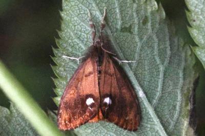 Orgyia antiqua