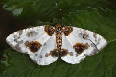Abraxas sylvata