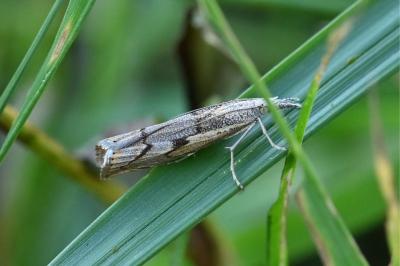 Agriphila geniculea