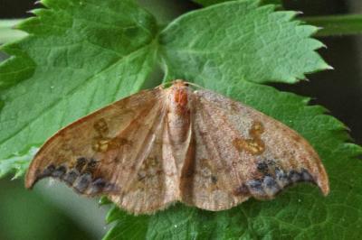 Sabra harpagula