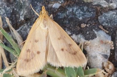 Achyra nudalis