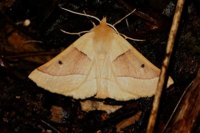 Crocallis elinguaria