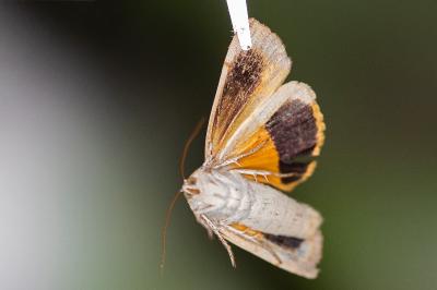 Noctua fimbriata