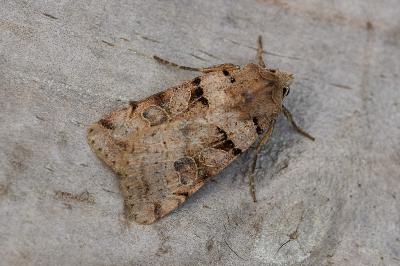 Eugnorisma depuncta