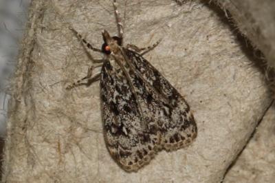 Eudonia truncicolella