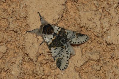 Furcula bicuspis