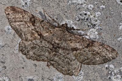 Peribatodes rhomboidaria rhomboidaria