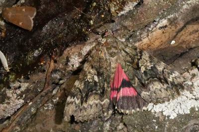 Catocala dilecta