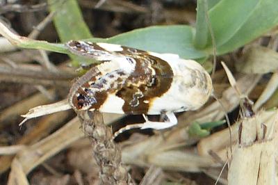 Acontia lucida