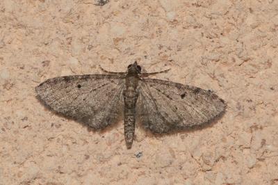 Eupithecia virgaureata