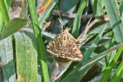 Loxostege sticticalis