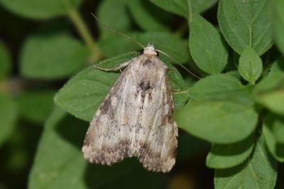 Apamea scolopacina