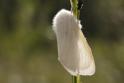 Leucoma salicis