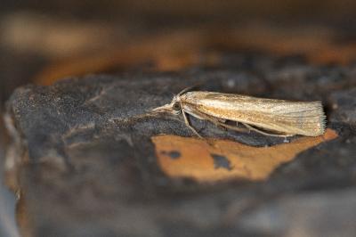 Catoptria lythargyrella