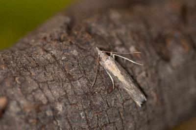 Epischnia illotella