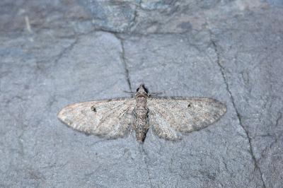 Eupithecia ochridata