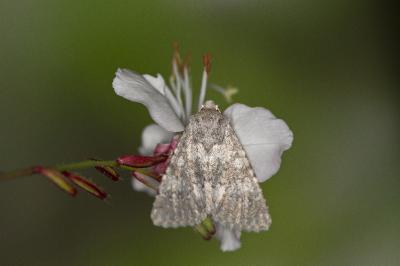 Polymixis dubia