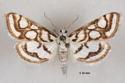 Nymphula nitidulata