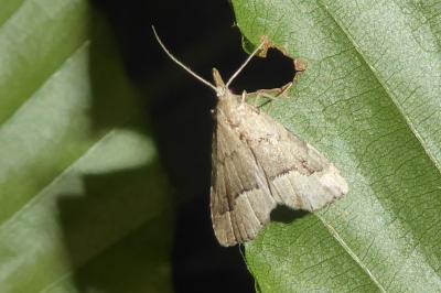 Schrankia taenialis