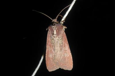Peridroma saucia