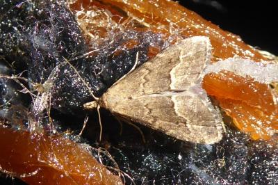 Schrankia taenialis