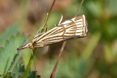 Chrysocramboides craterellus
