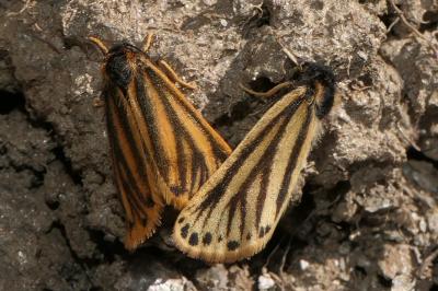 Setina aurita