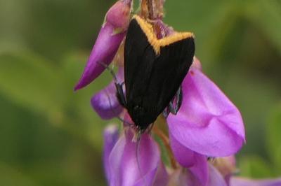 Catastia marginea