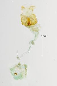 Schrankia costaestrigalis