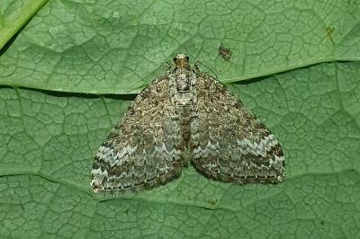 Perizoma hydrata