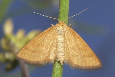 Idaea flaveolaria