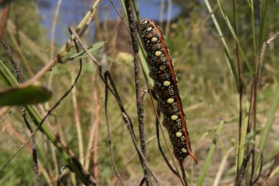 Hyles euphorbiae
