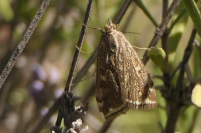 Loxostege sticticalis