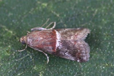 Acrobasis marmorea