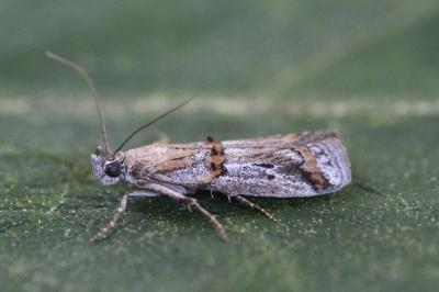 Asalebria florella