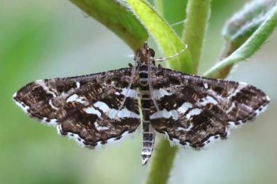 Diasemiopsis ramburialis
