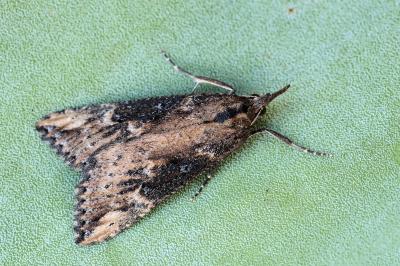 Hypena obesalis