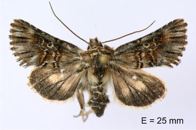 Omphalophana antirrhinii
