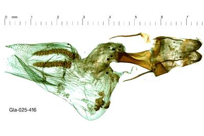 Omphalophana antirrhinii