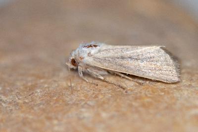 Denticucullus pygmina