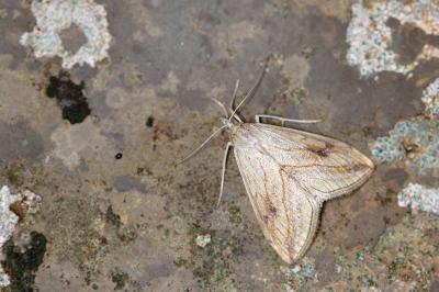Evergestis forficalis