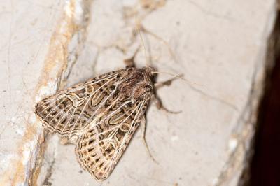 Tholera decimalis