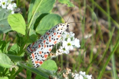 Utetheisa pulchella