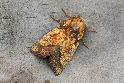 Gortyna flavago