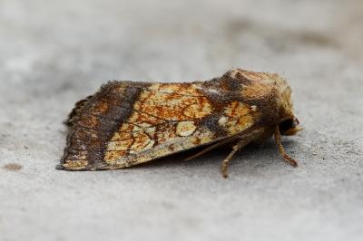 Gortyna flavago