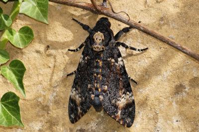 Acherontia atropos