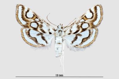 Nymphula nitidulata