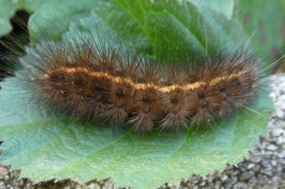 Spilosoma lubricipeda