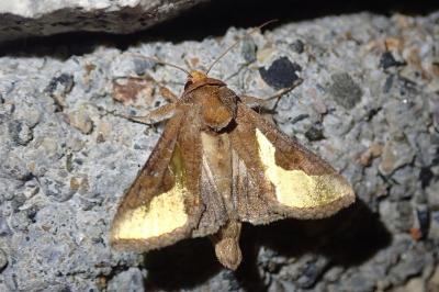 Thysanoplusia orichalcea