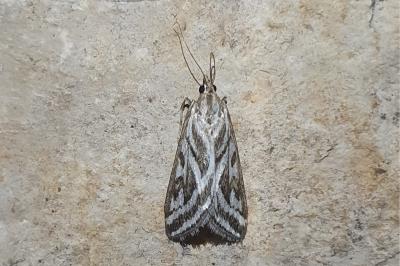 Loxostege aeruginalis